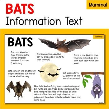 蝙蝠視力|蝙蝠資訊站 Bats information about Taiwan